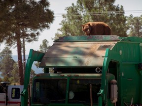 In this July 18, 2016, photo provided by Evan Welsch, a bear hitches a ride on top of a garbage truck in Los Alamos National Labs in Los Alamos, N. M. Helicopter mechanic Welsch, who snapped photos of the bear, said about 30 Forest Service and National Park workers had gathered around to see the spectacle when it was suggested that the driver back up near a tree to give the animal an escape route. (Evan Welsch via AP)