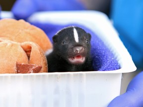 An orphaned baby skunk. (Photo courtesy Blanka Jordanov)