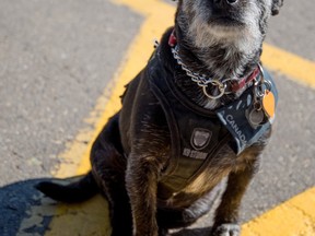 Shirley Jew’s service dog, Snoopy, outside Tim Hortons in Stony Plain on July 29. Jew is asking the Town of Stony Plain to amend the animal control bylaw to allow service dogs to be off-leash in non-off-leash areas, so they can perform their duties - Photo by Yasmin Mayne.
