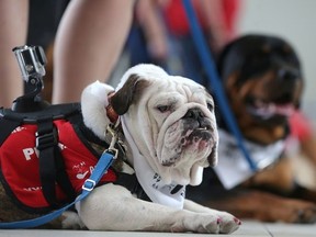 The Dog Therapy program with the St. John Ambulance admitted to Huron County as being rather small in  numbers compared to other municipalities. “Huron County at one time had a very large Therapy Dog Program, I’m not sure why, but it just deteriorated,” said Kaye Parker, the coordinator of Huron County and Grey-Bruce in a telephone interview August 3.(Postmedia file photo)