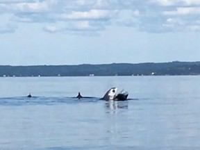 A shark attacks a pod of porpoises in St. Margarets Bay, N.S. in this undated handout screen capture. A 225-kilogram shark has been spotted off Nova Scotia's South Shore, the latest in a series of sightings one expert says could signal an uptick in Maritime waters. (THE CANADIAN PRESS/ HO, Sean Potter, Abbey LeFrank, Christin Lane)