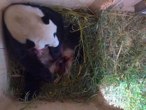 In this grab taken from video provided by Tiergarten Schoenbrunn on Monday, Aug. 8, 2016, Yang Yang the panda cradles her new cub.  Vienna Zoo is celebrating the birth of a rare giant panda. The baby bear was born Sunday to mother Yang Yang and father Long Hui. It's their fourth cub, after Fu Long, Fu Hu and Fu Bao. (Tiergarten Schoenbrunnn via AP)