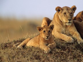 Lions are pictured in this file photo. (Anup Shah/Getty Images)
