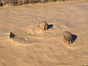 The mud pit was the crowd-favourite.(Photo courtesy of Facebook)