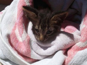 In this photo taken on Friday, Aug. 5, 2016 and provided by the Italian Coast Guard, a kitten is wrapped in a towel after being rescued from downing, off the coast of Marsala in Sicily, Italy. (Italian Coast Guard via AP)