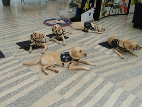 A family of Dogs with Wings Assistance Dog Society's facility dogs lies down in City Hall Monday. ANA HOLLEMAN / Postmedia