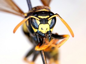 A European paper wasp photographed through a microscope at the Royal Alberta Museum, in Edmonton on Monday Aug. 8, 2016. Royal Alberta Museum assistant curator invertebrate zoology Matthias Buck discovered the wasp Monday during his lunch break, marking the first time the invasive species has been spotted as far north as Edmonton. Photo by David Bloom