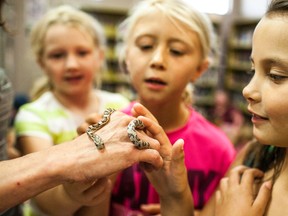 The Whitecourt and District Public Library’s summer reading program has been growing over the years and attendance numbers are at an all-time high this year with over 80 kids participating some weeks. Last week’s program involved a gecko, snake, and tarantula. Christopher King | Whitecourt Star
