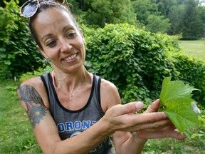 Tonya Kelleher shows a hickory tussock moth caterpillar, a venomous bug that packs a similar punch to poison ivy that she unknowingly picked up. The health unit is warning Londoners not to touch the creatures. (MORRIS LAMONT, The London Free Press)