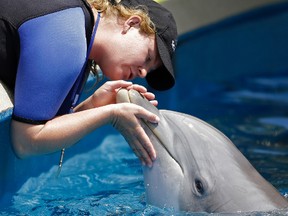 In this April 10, 2014, file photo, SeaWorld trainer Aubrey Taylor interacts with Bossa the dolphin, in Orlando, Fla. Video aired by Tampa's WTVT-TV on Aug. 8, 2016, shows a dolphin at SeaWorld Orlando snatching a woman's iPad out of her hands. (AP Photo/John Raoux, File)
