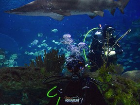 Dive into Ripley's Aquarium of Canada. (CNW Group/Ripley's Aquarium of Canada)