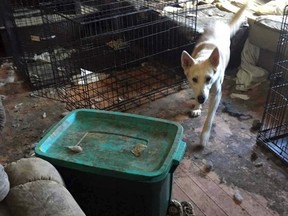 Injured, sick and feces-covered dogs were rescued from a Winnipeg rescue.