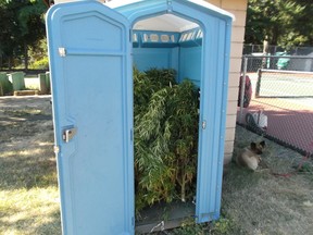 This photo provided by Rogue River Police Dept., shows marijuana plants inside a portable toilet.  Police in the southern Oregon community of Rogue River say a man walking through a park discovered a portable toilet filled with marijuana plants.
The agency posted a photo on social media Wednesday, Aug. 10, 2016, saying it's the largest seizure of pot the department has ever made. Marijuana grows are common in southern Oregon, which has some of the nation's best conditions for outdoor cultivation. (Ken Lewis/Rogue River Police Dept. via AP)