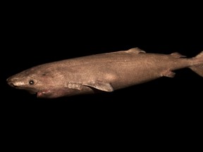 This undated photo made available by Julius Nielsen on Aug. 11, 2016 shows a two-meter-long Greenland shark female from southwestern Greenland. (Julius Nielsen via AP)