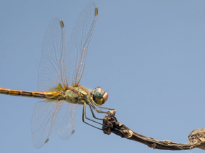 A Southern Darter dragonfly (Sympetrum Meridionale)