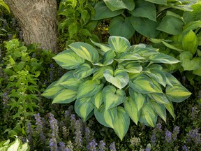 Broad leaf plants such as hostas are easy and serve as the perfect backdrop for plants with feathery foliage, spiky leaves and delicate flowers.