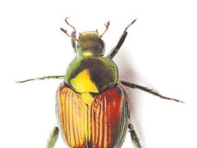 Japanese beetles