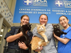 Showing off Asia, Jackson and Tyson, a few of the adorable cats available for adoption right now through the Sudbury SPCA, are animal welfare investigator Pollyana Galdamez, left, branch manager Rachelle Lamoureux and volunteer Aki Imamura. (Jim Moodie/Sudbury Star)