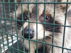 Photo from Lincoln County Humane Society depicts a raccoon from Grimsby that was picked up in February, 2016, sick with distemper.