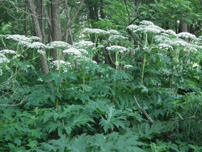 Reports of Giant hogweed have been made in the region, but officials say the invasive plant hasn’t made it to Alberta. Residents have been confusing it with cow parsnip. - Photo submitted