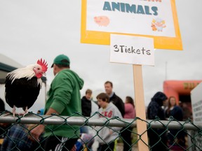 The petting zoo is a popular spot during the Ag Society’s Farm & Heritage Carnival. - File photo