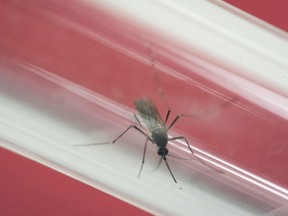 In this May 23, 2016, file photo, an Aedes aegypti mosquito sits inside a glass tube at the Fiocruz institute where they have been screening for mosquitos naturally infected with the Zika virus in Rio de Janeiro, Brazil. The U.S. surgeon general is urging Puerto Rico on Thursday, Aug. 11, to step up its public education campaign against Zika as he warned that 25% of the island will be infected with the mosquito-borne virus by year's end.  (AP Photo/Felipe Dana, File)
