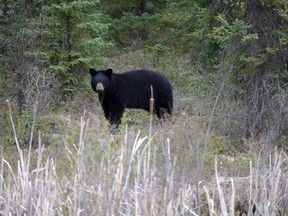 A black bear stands near the side of Hwy. 881 near Conklin, Alta., in this May 10, 2016 file photo. (THE CANADIAN PRESS/Jonathan Hayward)