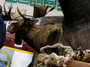 Examples of work from Advanced Taxidermy of Caledon, Ont., is seen on display in Tweed, Ont., in this May 23, 2015 file photo. (Emily Mountney-Lessard/Belleville Intelligencer/Postmedia Network)