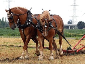 Thamesville's Nelson Sage uses his team of two horses to compete at the Chatham-Kent Plowing Match held on Saturday, August 13, 2016. (DAVID GOUGH, Postmedia Network)