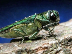 An adult emerald ash borer. (Associated Press file photo)