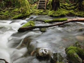 A river flowing through a forest area at the Sooke Potholes regional park. (Emily Norton/Getty Images)