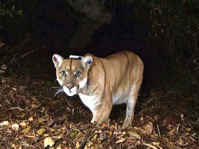 This Nov. 2014 file photo provided by the National Park Service shows the Griffith Park mountain lion known as P-22. (National Park Service, via AP, File)