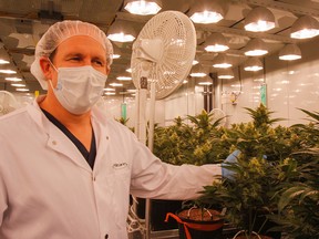Mike Hoffman, head horticulturalists at ABcann Medicinals Inc, shows off the plant growth and flowers of the medical marijuana plants grown in Bloom Room 2 during a tour of the Napanee facility on Monday. (Julia McKay/The Whig-Standard)
