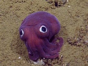 A team of explorers aboard the E/V Nautilus spotted this Stubby Squid off the coast of California. (EVNautilus/YouTube video screen grab)