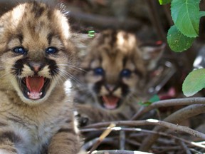 Five mountain lion kittens were just born near L.A