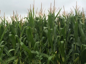 Corn grows under sullen skies on Karn Road Tuesday morning during a break in rain showers. Heat earlier in the summer may affect corn yields. (HEATHER RIVERS, Sentinel-Review)