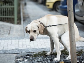 (Chalabala/Getty Images)