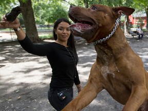 Ines, who withheld her last name, plays with her pit bull Jazz at Oxford Park in NDG, Montreal, Wednesday August 17, 2016. Montreal is banning the acquisition of new pit bulls on its territory. (Phil Carpenter / MONTREAL GAZETTE)