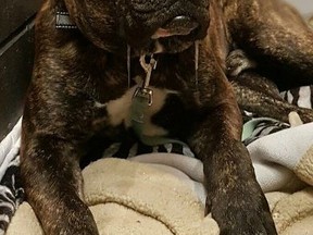 Supplied photo
Mickey, a one-year old, male, Brindle-Mastiff mix, is missing