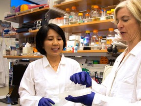 In this photo provided by UC Berkeley Public Affairs, taken June 20, 2014, Jennifer Doudna, right, and her lab manager, Kai Hong, work in her laboratory in Berkeley, Calif. Designer babies or an end to intractable illnesses: A revolutionary technology is letting scientists learn to rewrite the genetic code, aiming to alter DNA in ways that, among other things, could erase disease-causing genes. How far should these experiments try to go _ fix only the sick, or make changes that future generations could inherit? (Cailey Cotner/UC Berkeley via AP)
