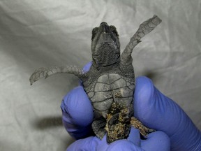 This image taken on Monday Aug 15, 2016 by Anton Dohrn Zoological Station shows two conjoined twin loggerhead turtles born in Acciaroli, Southern Italy. Marine biologists have separated conjoined twin turtles and released the surviving newborn, the big one in the picture, into the Mediterranean Sea Tuesday Aug. 16, 2016. (Anton Dohrn Zoological Station via AP)