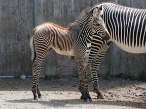Tori, a six-year-old female Grevy's zebra, shows off her filly Rey to the public at the Toronto Zoo on Thursday Aug. 18, 2016. (Handout)