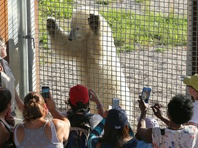 Polar bear star was a centre of attention at the Wildest Dreams event. (KEVIN KING/Winnipeg Sun)