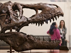 In this April 15, 2014 file photo, a cast of a Tyrannosaurus rex discovered in Montana greets visitors as they enter the Smithsonian Museum of Natural History in Washington. Paleontologists with Seattle's Burke Museum have unearthed the bones of a Tyrannosaurus rex that lived more than 66 million years ago, including a rare nearly complete 4-foot long skull, which was unloaded at the Burke Museum Thursday, Aug. 18, 2016. The skull excavated in Montana in 2016 is not the same as the one pictured. (AP Photo/J. Scott Applewhite, File)