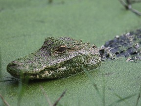 In this Saturday, Aug. 6, 2016, photo, an alligator, estimated to be about 3-years-old, hunts a softshell turtle at Gator Lake in St. Andrews State Park to the delight of onlookers in Panama City Beach, Fla. (Heather Leiphart/News Herald via AP)