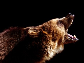 Brown Bear (getty images)