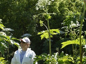 Meghan Grguric with hogweed (Special to The Free Press)