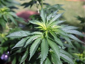 New medical marijuana growing rules come into effect this week.
MARINA RIKER / AP
