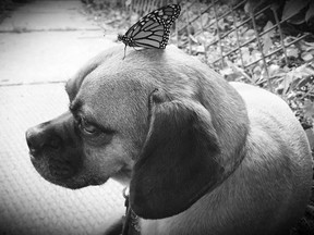 A photo of a Monarch butterfly landing on a dog. (Courtesy of Mike Ward’s Facebook)