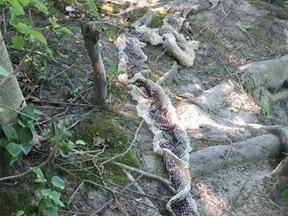Police in a Maine town are warning the public that a large snake spotted earlier this summer may still be around after a large snakeskin was found near a boat launch. (Facebook photo)